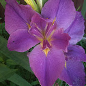 Iris