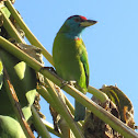 Blue-throated barbet