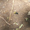 Dung Beetle