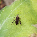 Leaf-footed bug