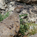 White-tailed Ptarmigan