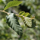 Hualo