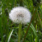 Common Dandelion