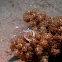 Magnificent Anemone Shrimp