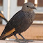 Tristram's Starling