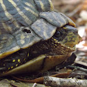 Florida Box Turtle