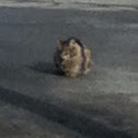 Unknown spotting