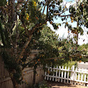 Peach tree