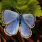 Sylvery Blue