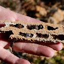 Organ pipe mud dauber (nest)