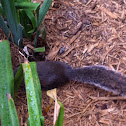 Eastern Gray squirrel