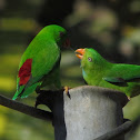 Indian Hanging Parrot