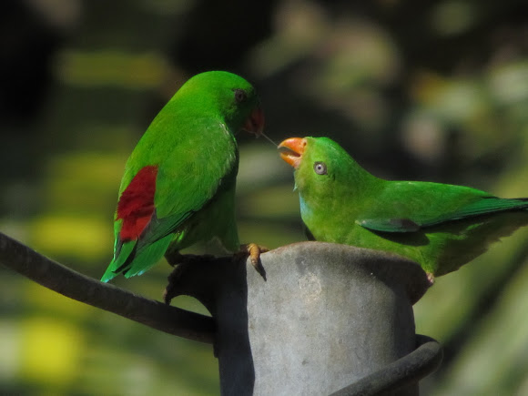 Spotting Image 1
