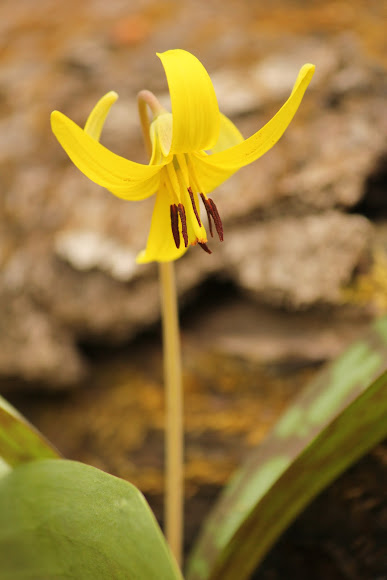 Spotting Image 1