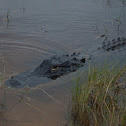 American alligator