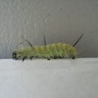 American Dagger Moth caterpillar