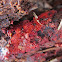 Rigidoporus sanguinolentus