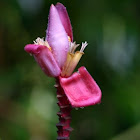 Ornamental Banana