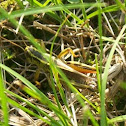 Grasshopper
