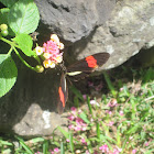 Red Postman