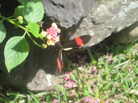 Spotting Image 1