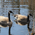 The Grand Fall Waterfowl Migration