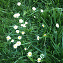 Santa Barbara Daisies