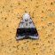 Nolid Moth