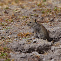 Blick's Grass Rat
