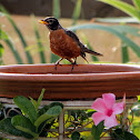 American Robin