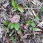 Trailing Arbutus (Mayflower)