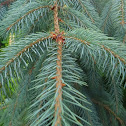 Blue spruce