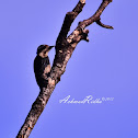 Sunda Pygmy Woodpecker
