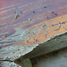 Fire Ants