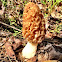 Yellow Morel or Common Morel