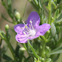 Carolina Wolfberry