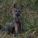 Crab-eating Fox