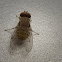 Brown Fly