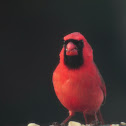 northern cardinal (male)