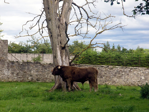 Spotting Image 1