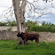 Highland Cattle