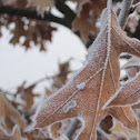 Red Oak Leaves