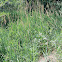 Reed canarygrass