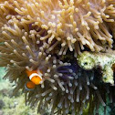 Clownfish
