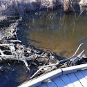 North American Beaver dam