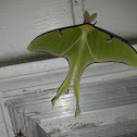 Luna moth