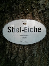 Stiel-Eiche