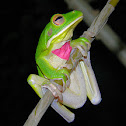 white-lipped tree frog