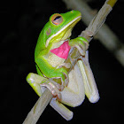 white-lipped tree frog