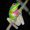 white-lipped tree frog